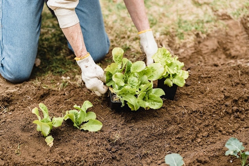 Sean O'Grady MD - How to Start Composting